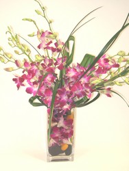 Simply Orchids Internet Special